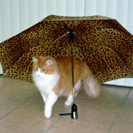 Rusty and Umbrella