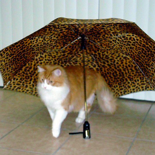 Rusty and Umbrella