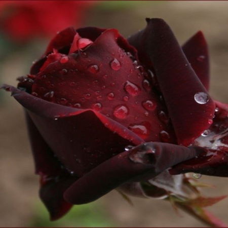 Dark Red Rose Dark Red Rose