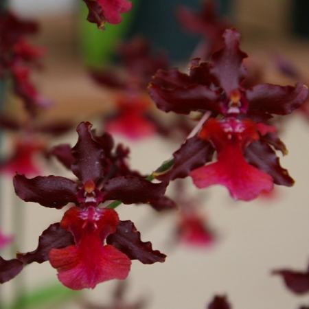 Orchid that smells like chocolate