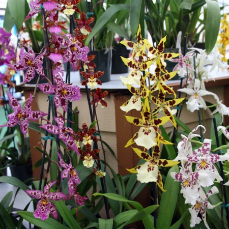 Orchids