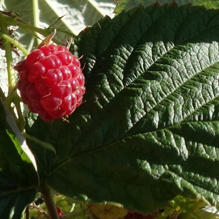 Raspberry