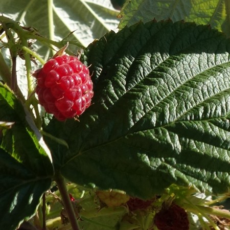 Raspberry