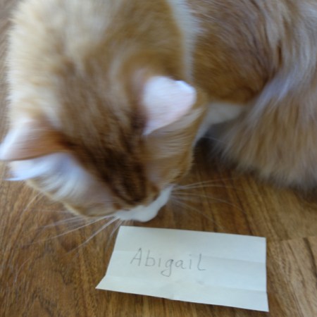 Surprise Draw Winner