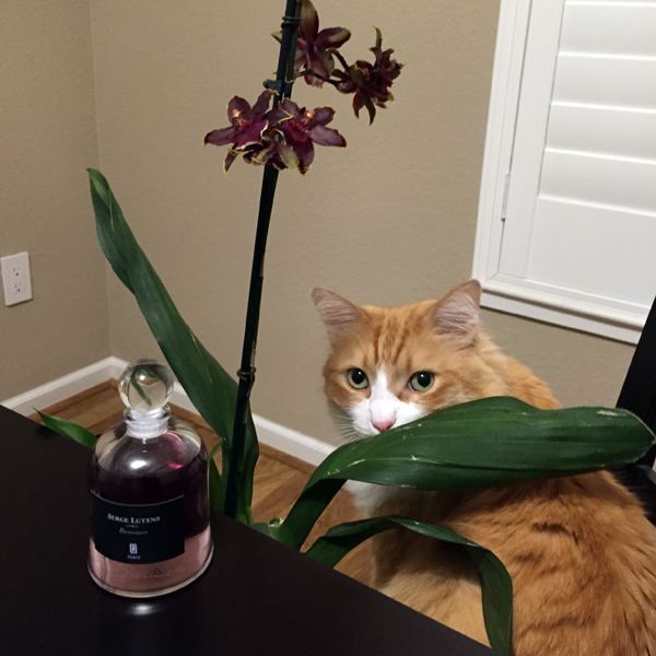 Rusty and Serge Lutens Boxeuses