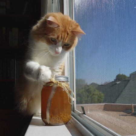 Rusty and Mimosa Jam