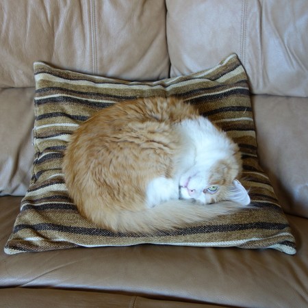 Rusty on the Pillow