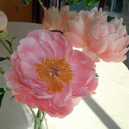 Peonies