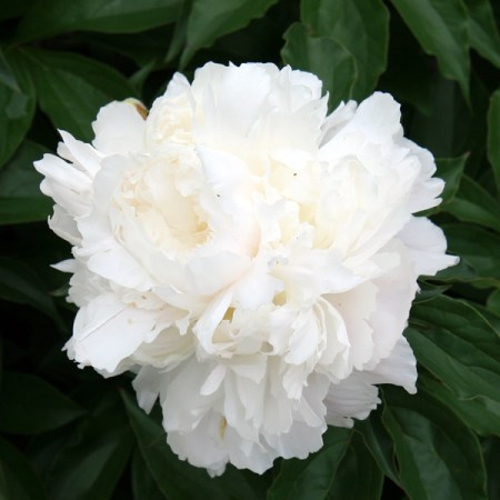 White Peony