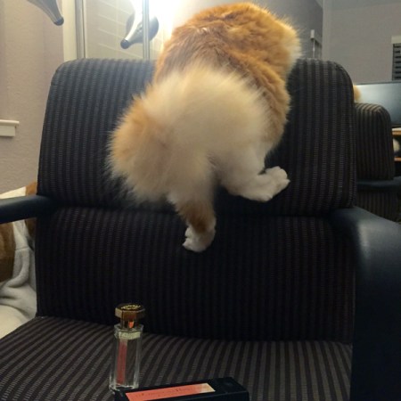 Rusty and La Chasse aux Papillons