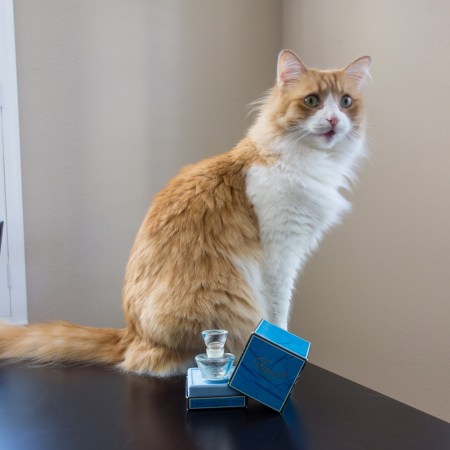 Rusty and Lancome Climat