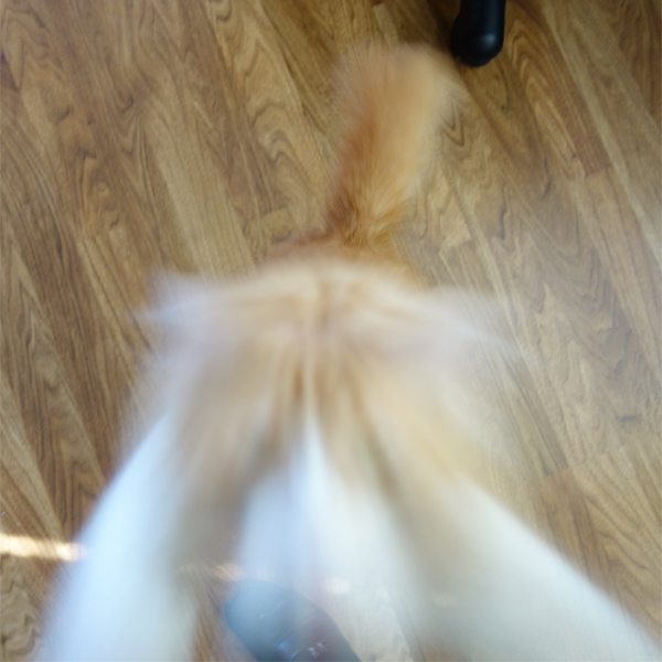 Rusty During the Jump