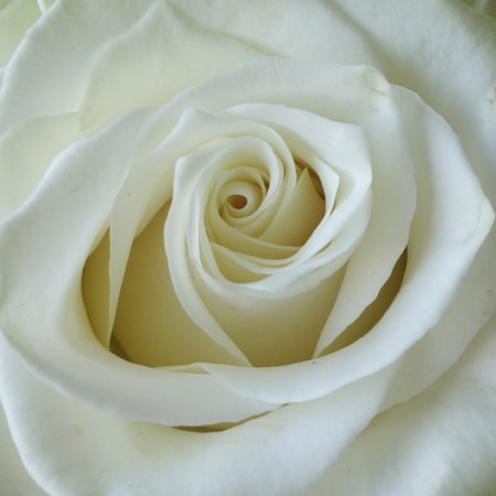 White Rose