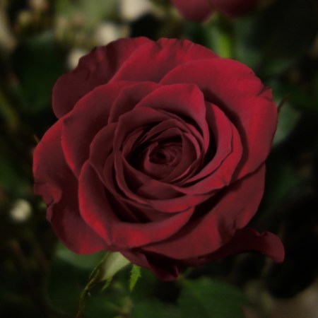 Deep Red Rose