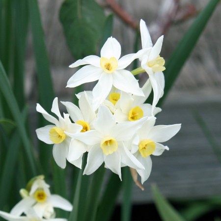 Narcissuses