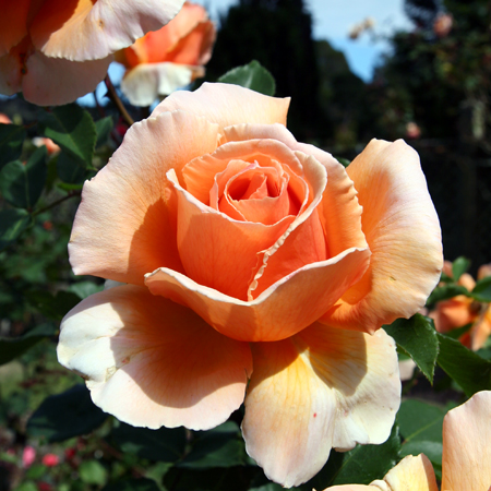 Peach Rose