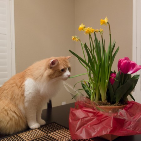 Rusty And Narcissuses