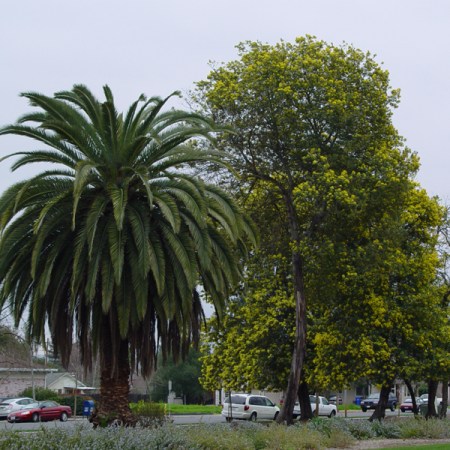 Mimosa and Palm Tree