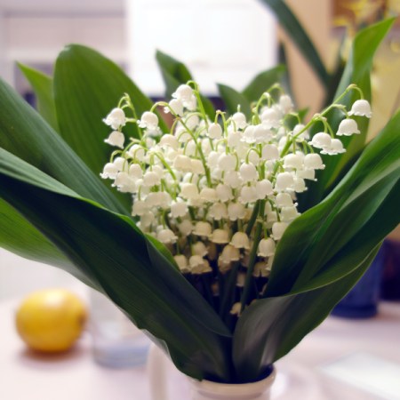 Lily of the Valley