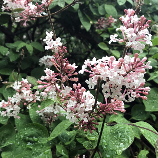 Centralbadet Park Lilacs