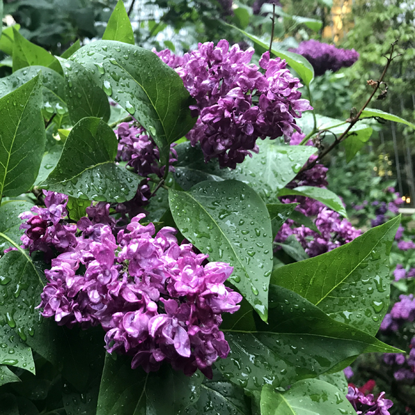 Centralbadet Park Lilacs