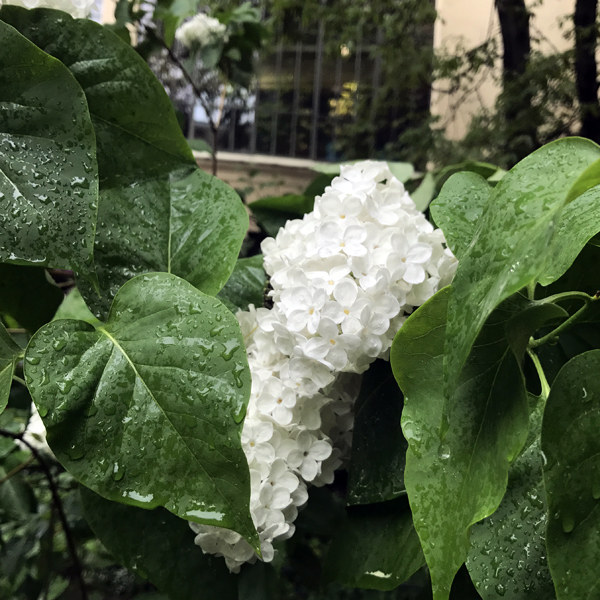 Centralbadet Park Lilacs
