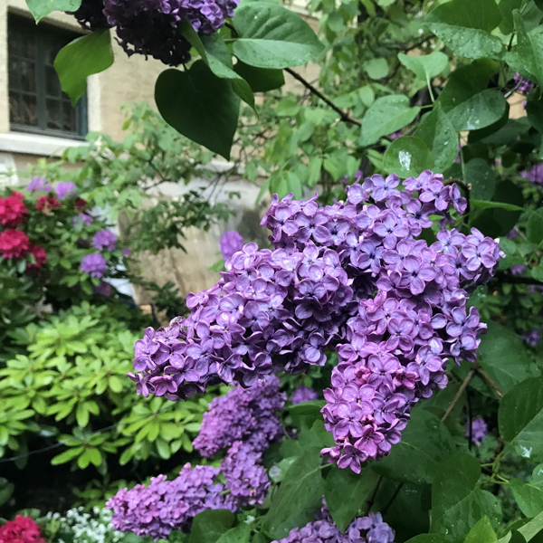 Centralbadet Park Lilacs
