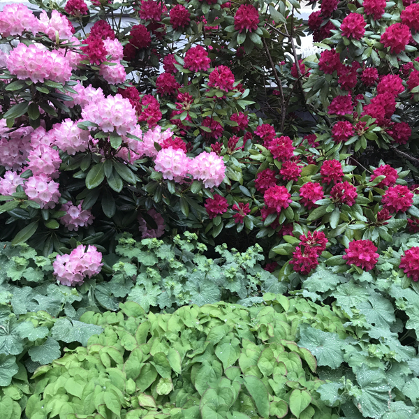 Centralbadet Park Flowers