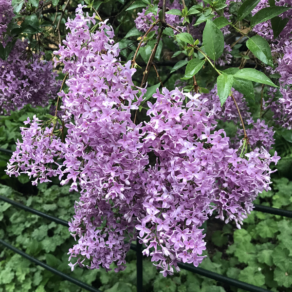 Centralbadet Park Lilacs