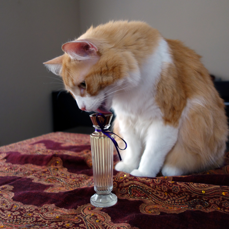 Rusty and NVC Bombay Bling