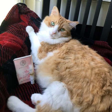 Rusty and Amouage Blossom Love and Grossmith Diamond Jubilee Bouquet