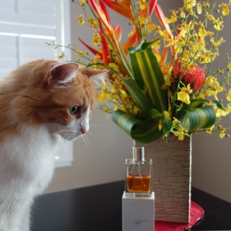 Rusty and Yosh Ginger Ciao