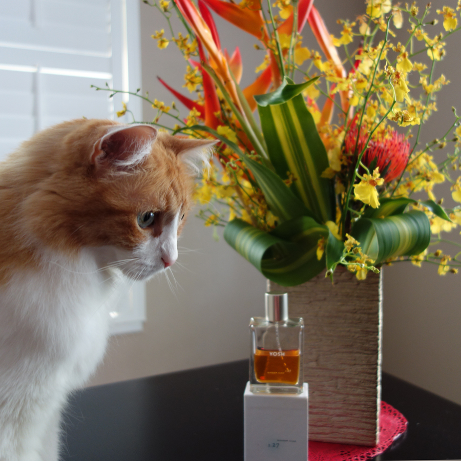 Rusty and Yosh Ginger Ciao