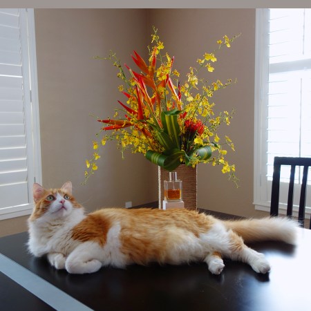 Rusty and Yosh Ginger Ciao