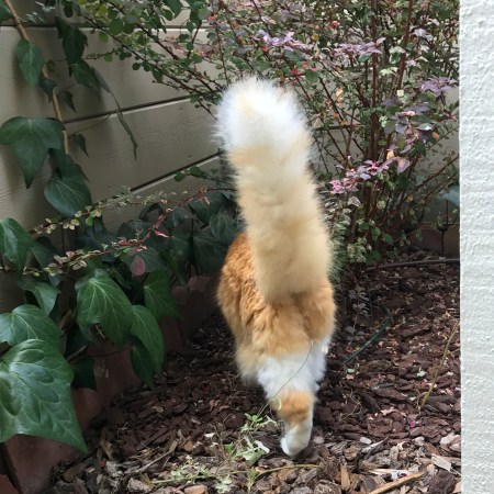 Rusty in the backyard