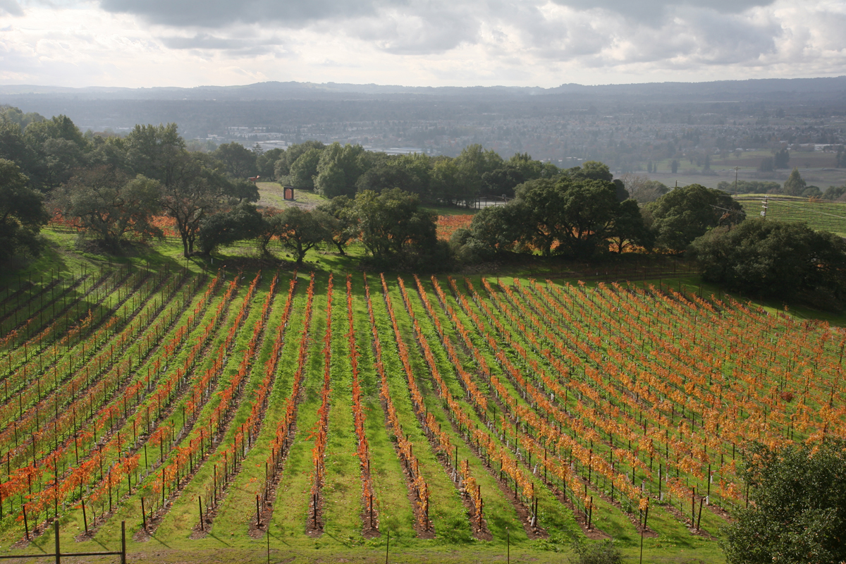 View from the Paradise Ridge Winery Tasting Room