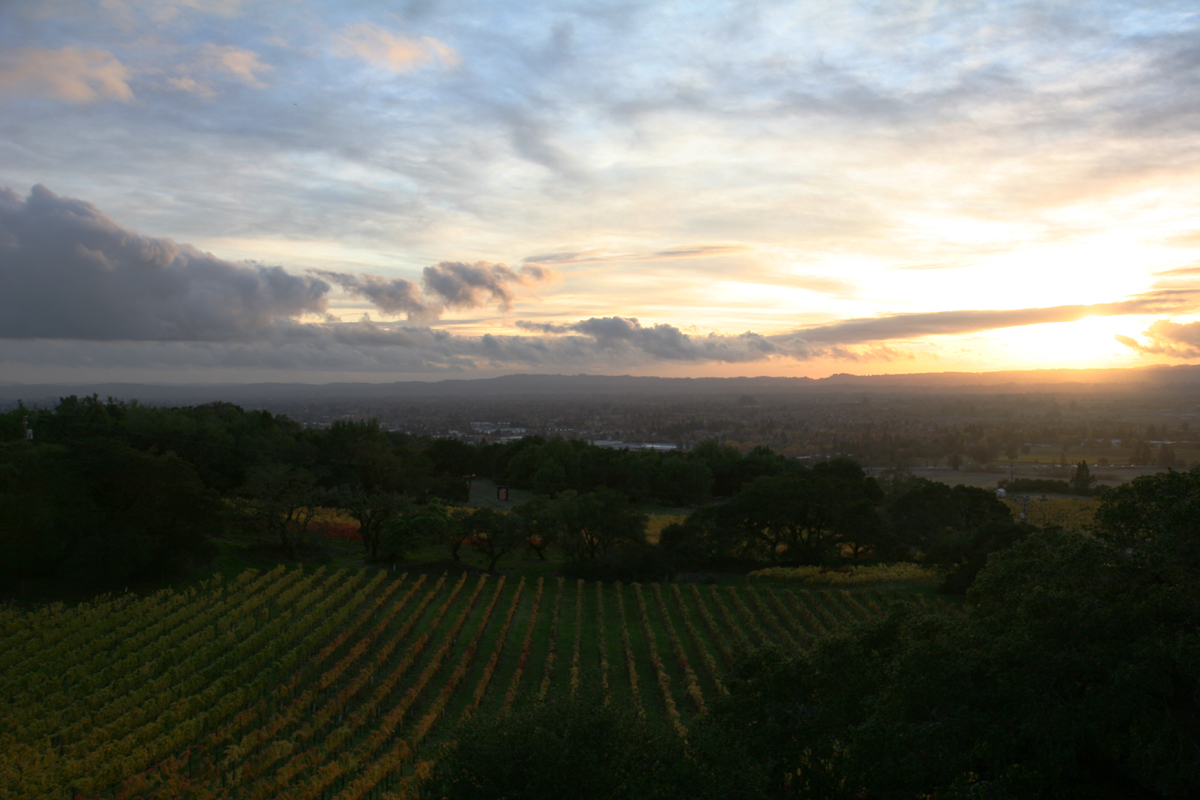 View from the Paradise Ridge Winery Tasting Room