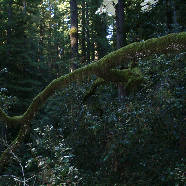 California Forest