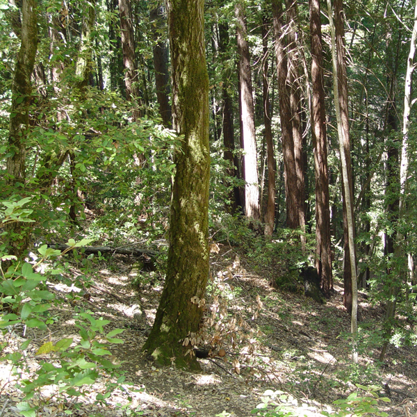 California Forest