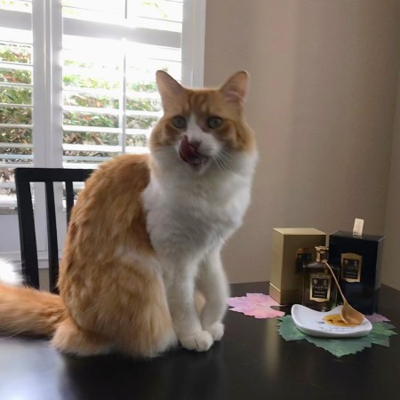 Rusty and Floris Honey Oud