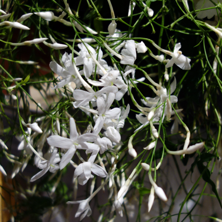 Jasmine