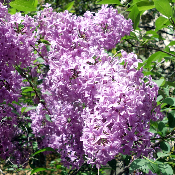 Lilacs
