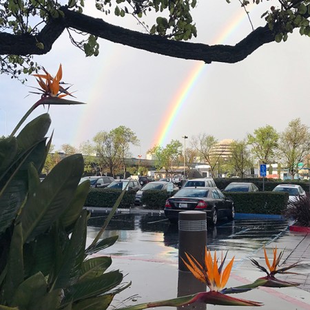 Rainbow and Bird of Paradise