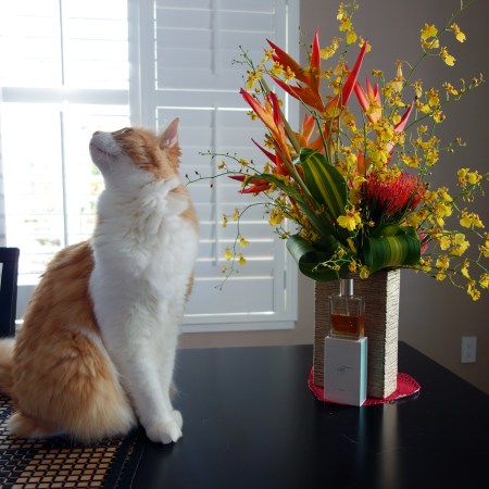 Rusty and Yosh Ginger Ciao