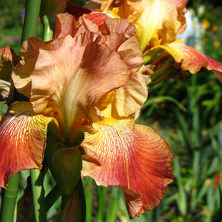 Orange Iris