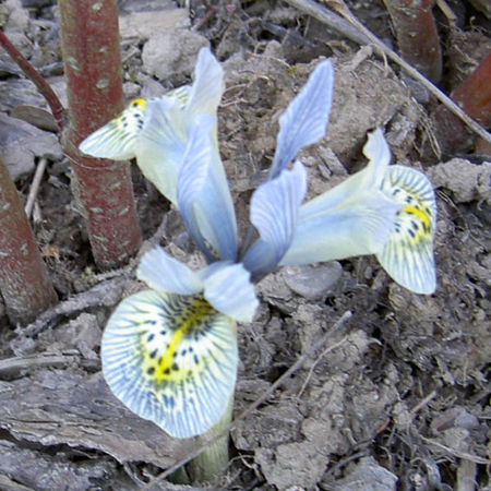 Iris_Katharine_Hodginkin220303