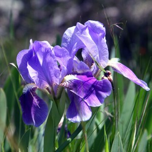 Iris