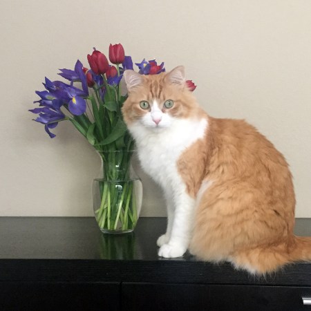 Rusty and Bouquet of Irises