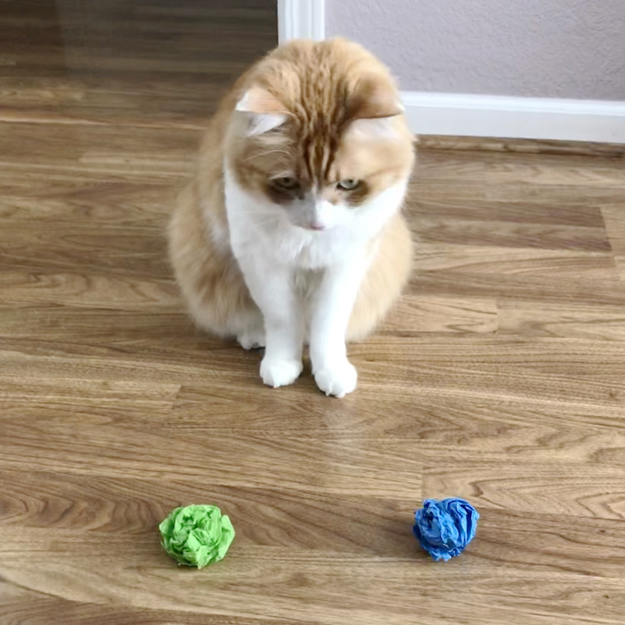 Rusty chooses between Winter and Spring