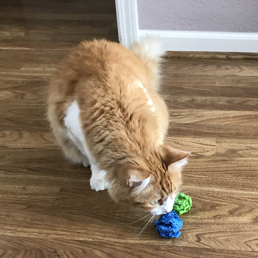 Rusty chooses between Winter and Spring